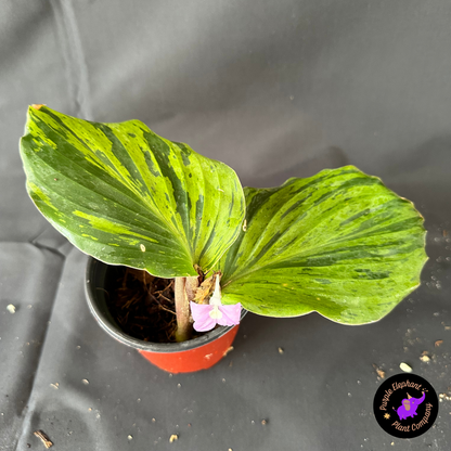 Rare Plant: Kaempferia variegated