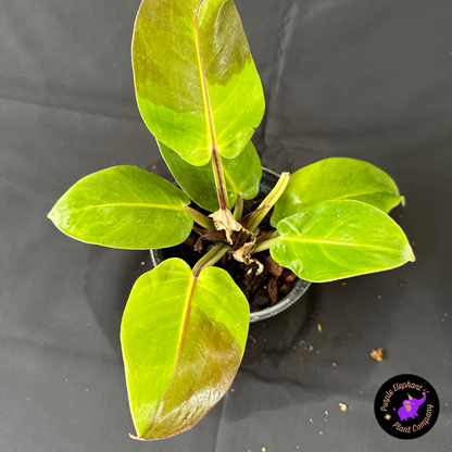 Rare Plant: Philodendron Yellow Flame #2