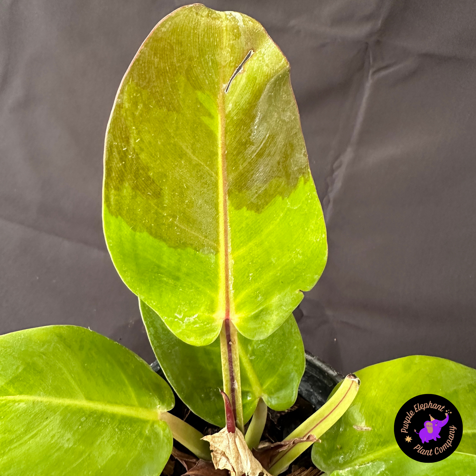 philodendron yellow flame Rare Plant: Philodendron Yellow Flame #2 – Purple Elephant Plant Co