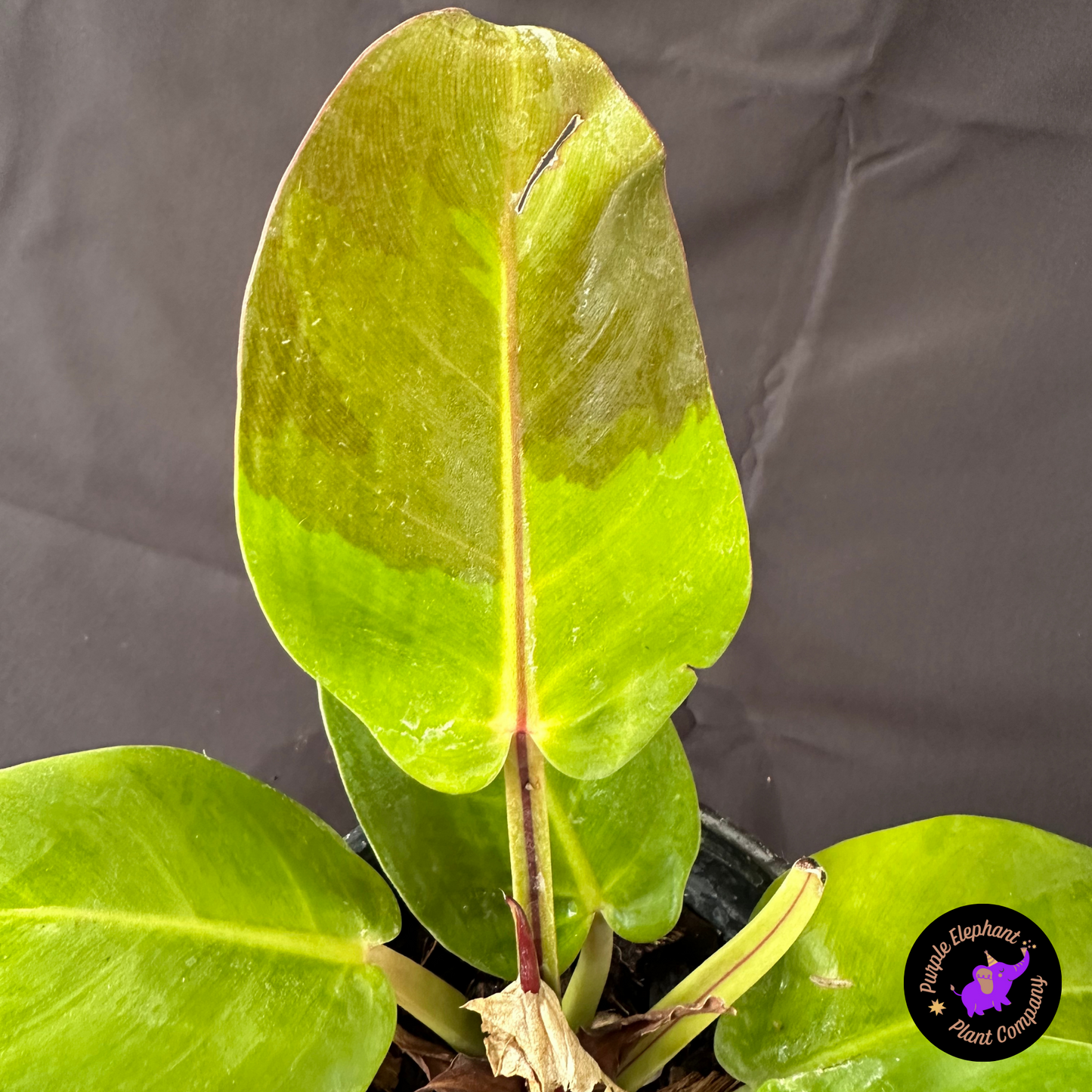 Rare Plant: Philodendron Yellow Flame #2