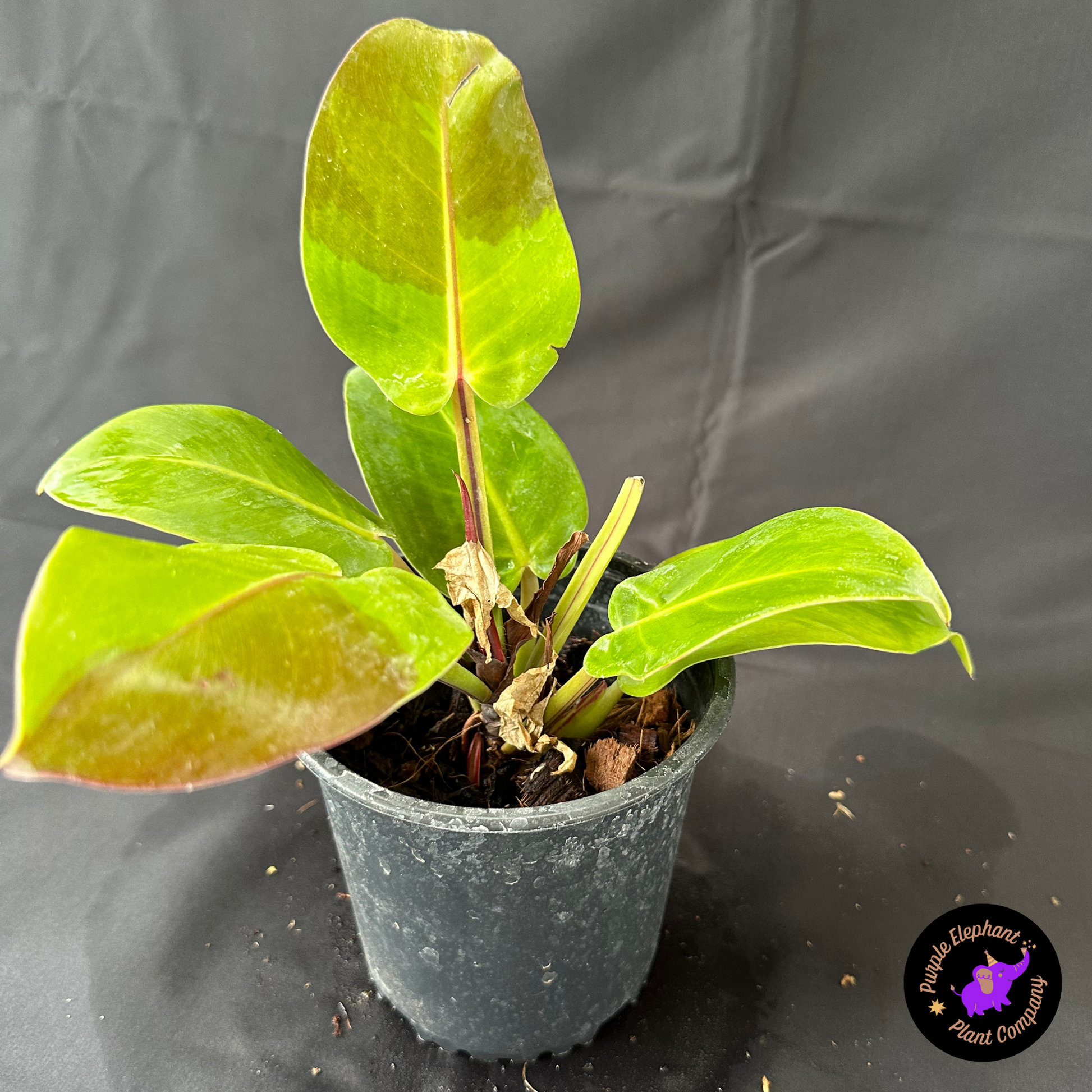 yellow flame philodendron Rare Plant: Philodendron Yellow Flame #2 – Purple Elephant Plant Co