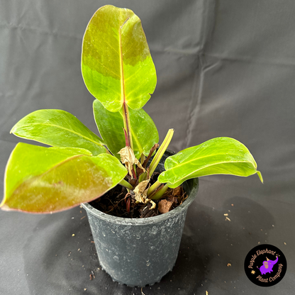 Rare Plant: Philodendron Yellow Flame #2