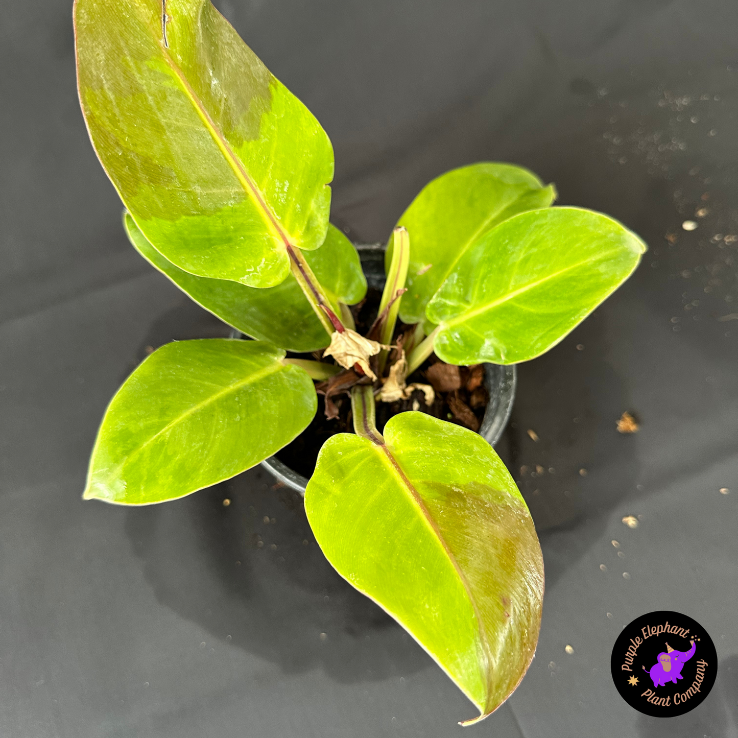 Rare Plant: Philodendron Yellow Flame #2