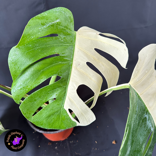 Rare Plant: Monstera Albo