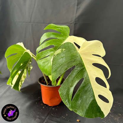 Rare Plant: Monstera Albo