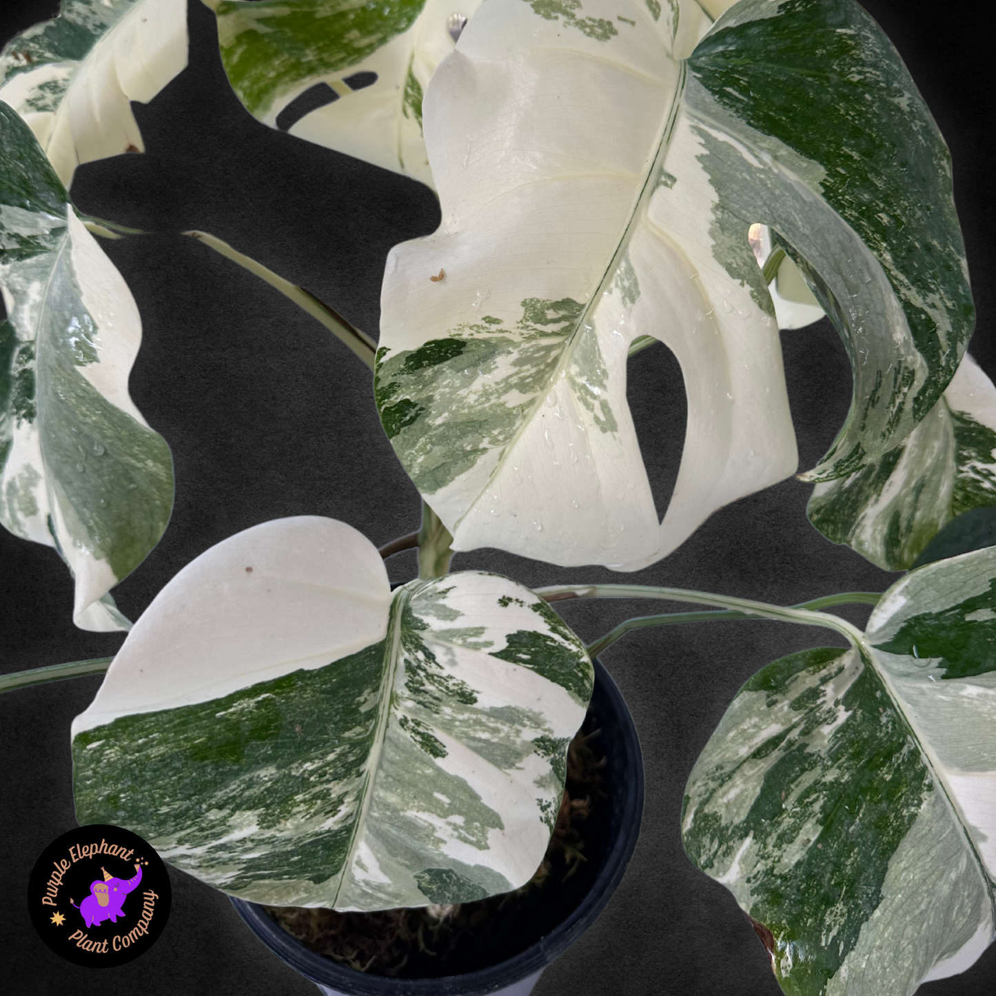 Monstera Albo with Mature Leaves  #3