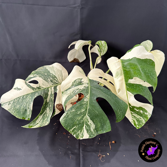 Rare Plant: Monstera Albo #2