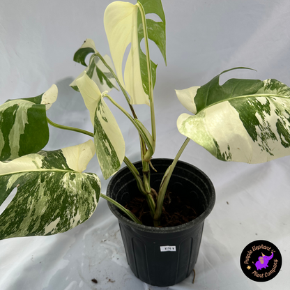 Monstera Albo