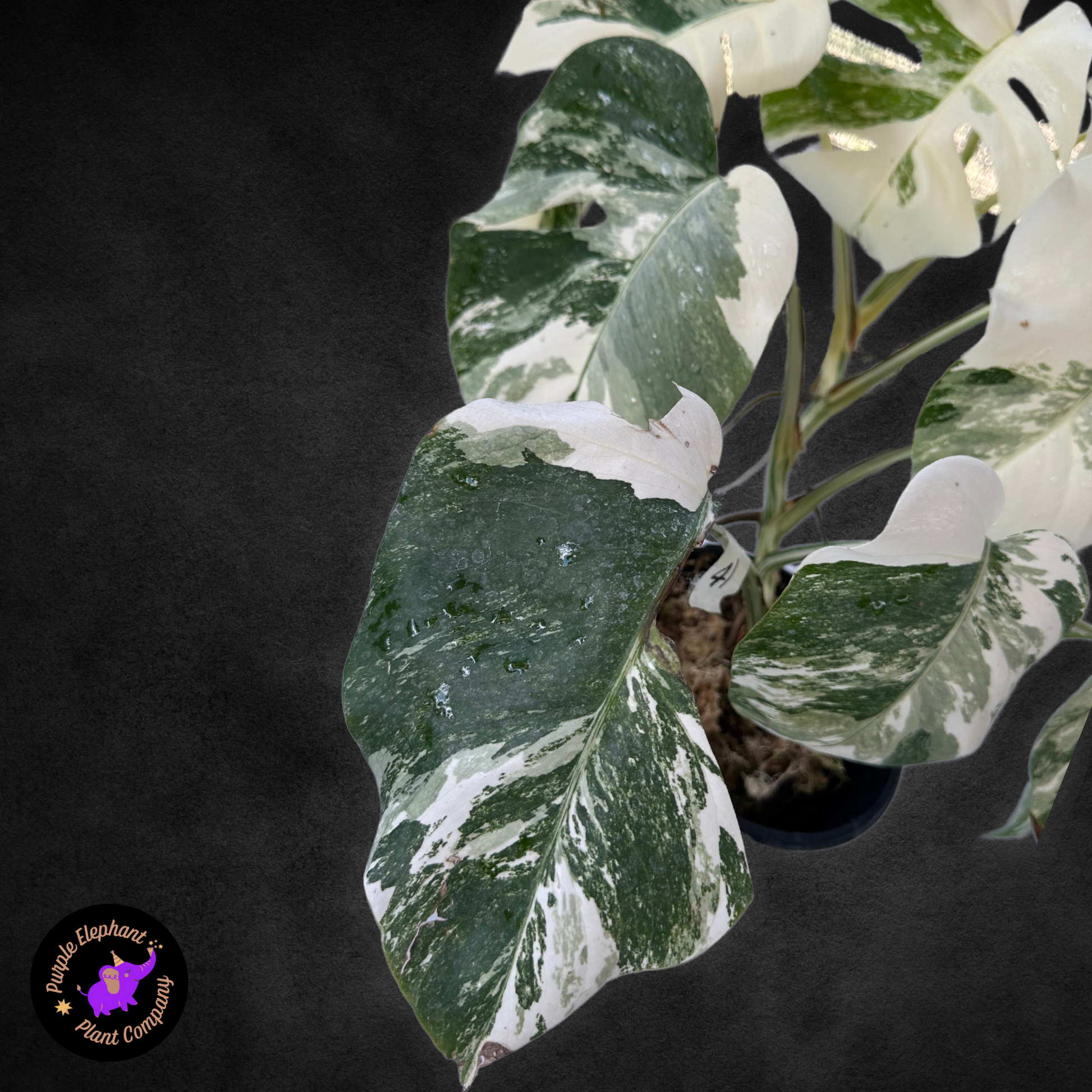 mature monstera albo Monstera Albo with Mature Leaves #3 – Purple Elephant Plant Co