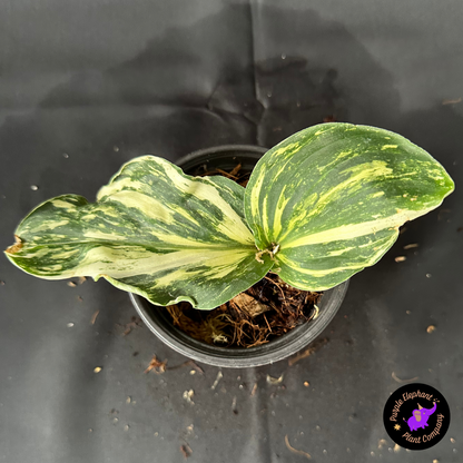 Rare Plant: Kaempferia variegated