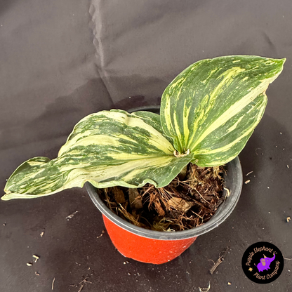 Rare Plant: Kaempferia variegated