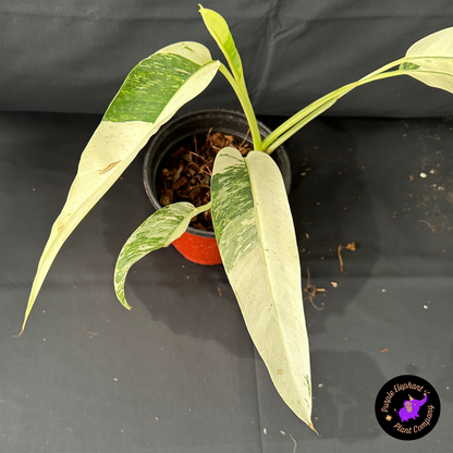 Rare Plant: Epi gigantium white pearl