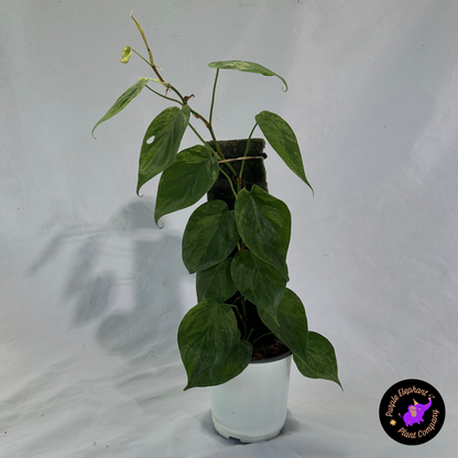 Heart-leaf Philodendron