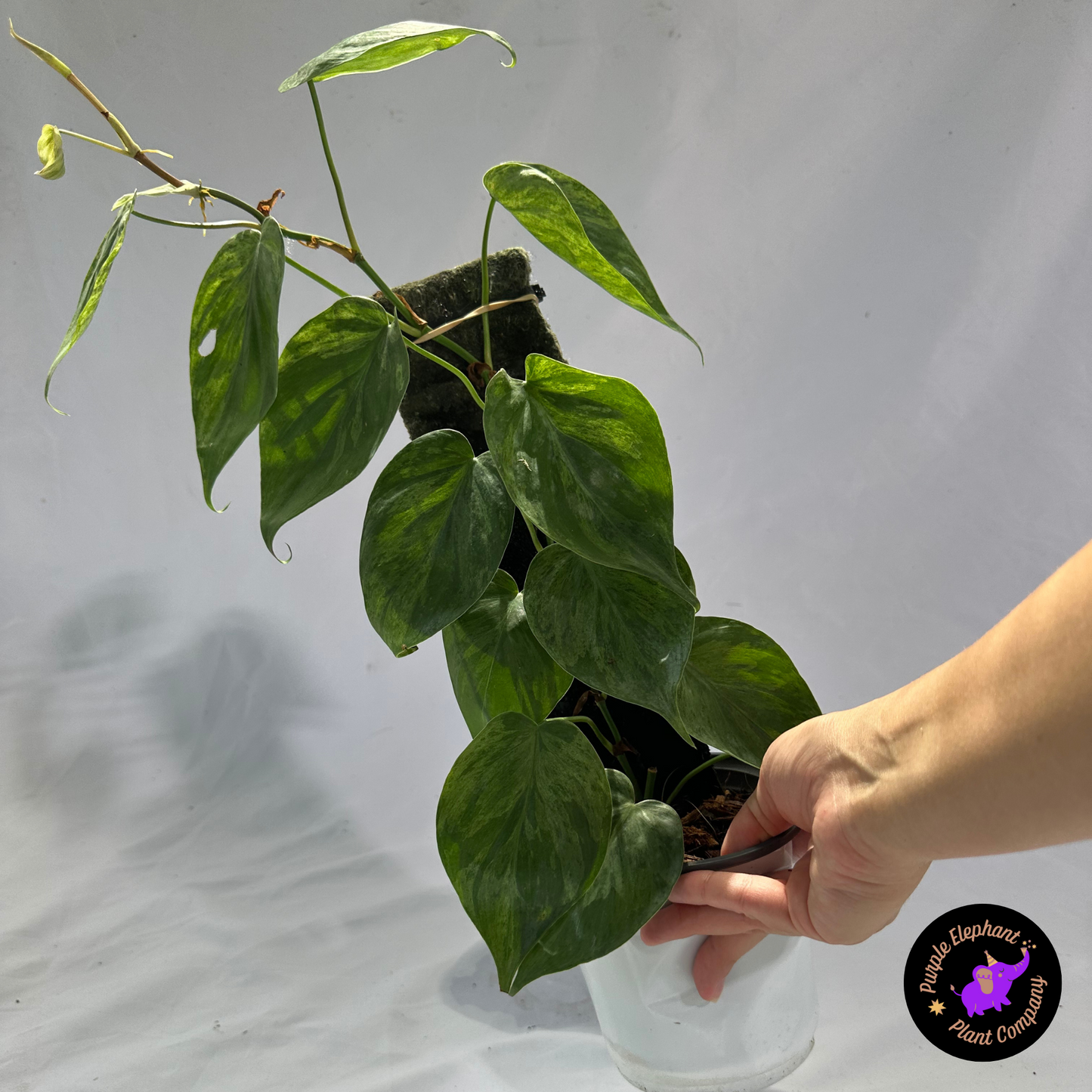 Heart-leaf Philodendron