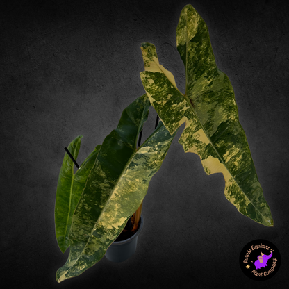 Philodendron Billietaie Variegated #1