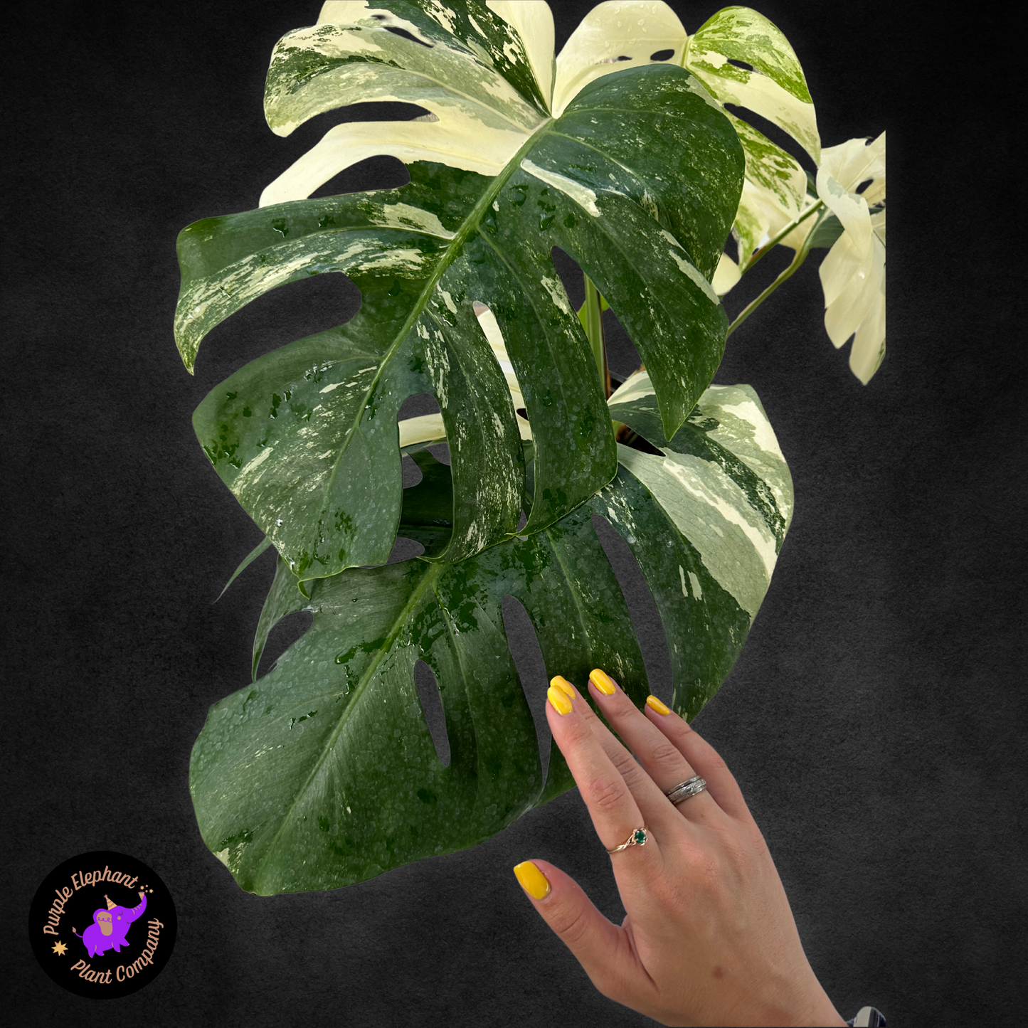 Monstera Albo #2