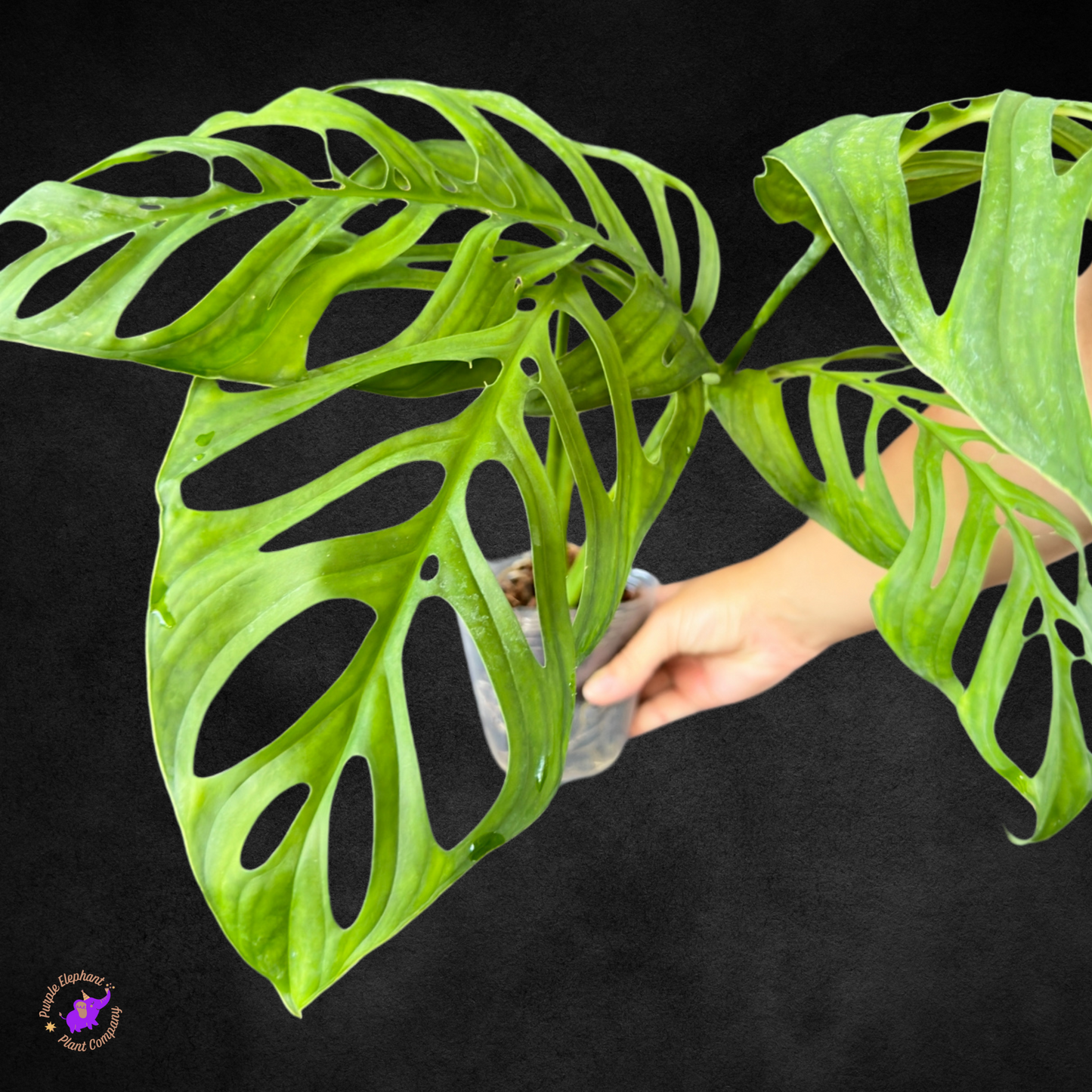 Monstera Esqueleto