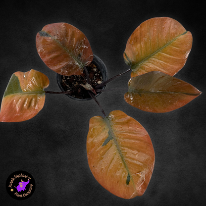 Philodendron Black Cardinal #2