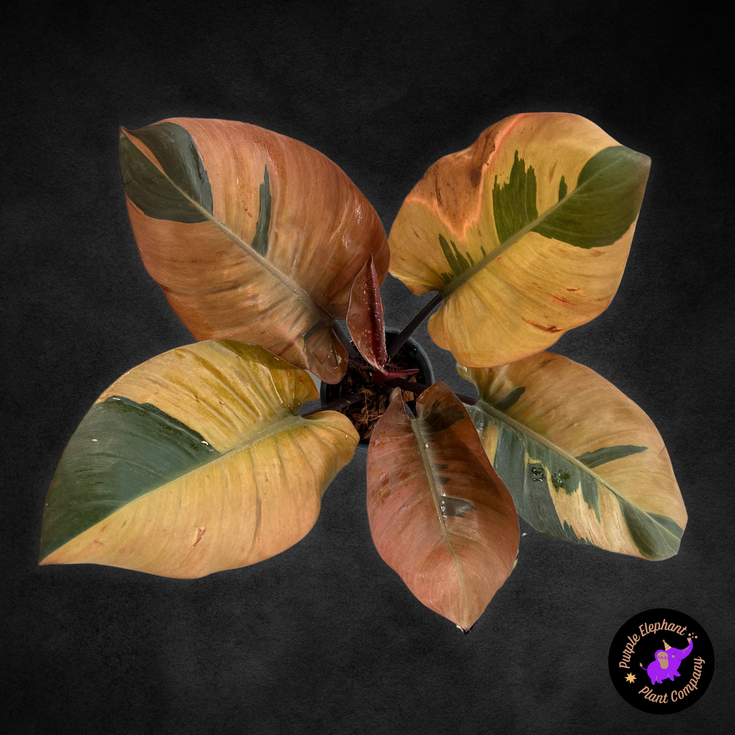 Philodendron Black Cardinal