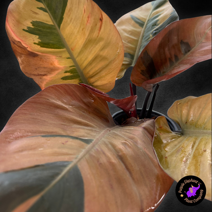 Philodendron Black Cardinal