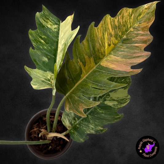 Philodendron Caramel Marble