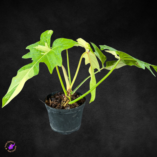 Philodendron Golden Dragon Variegated