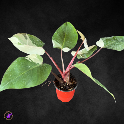 Philodendron Red Anderson