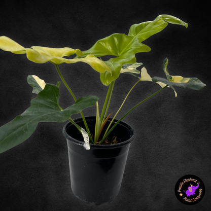 Philodendron Williamsii Variegated (thaumatophyllum williamsii variegated).
