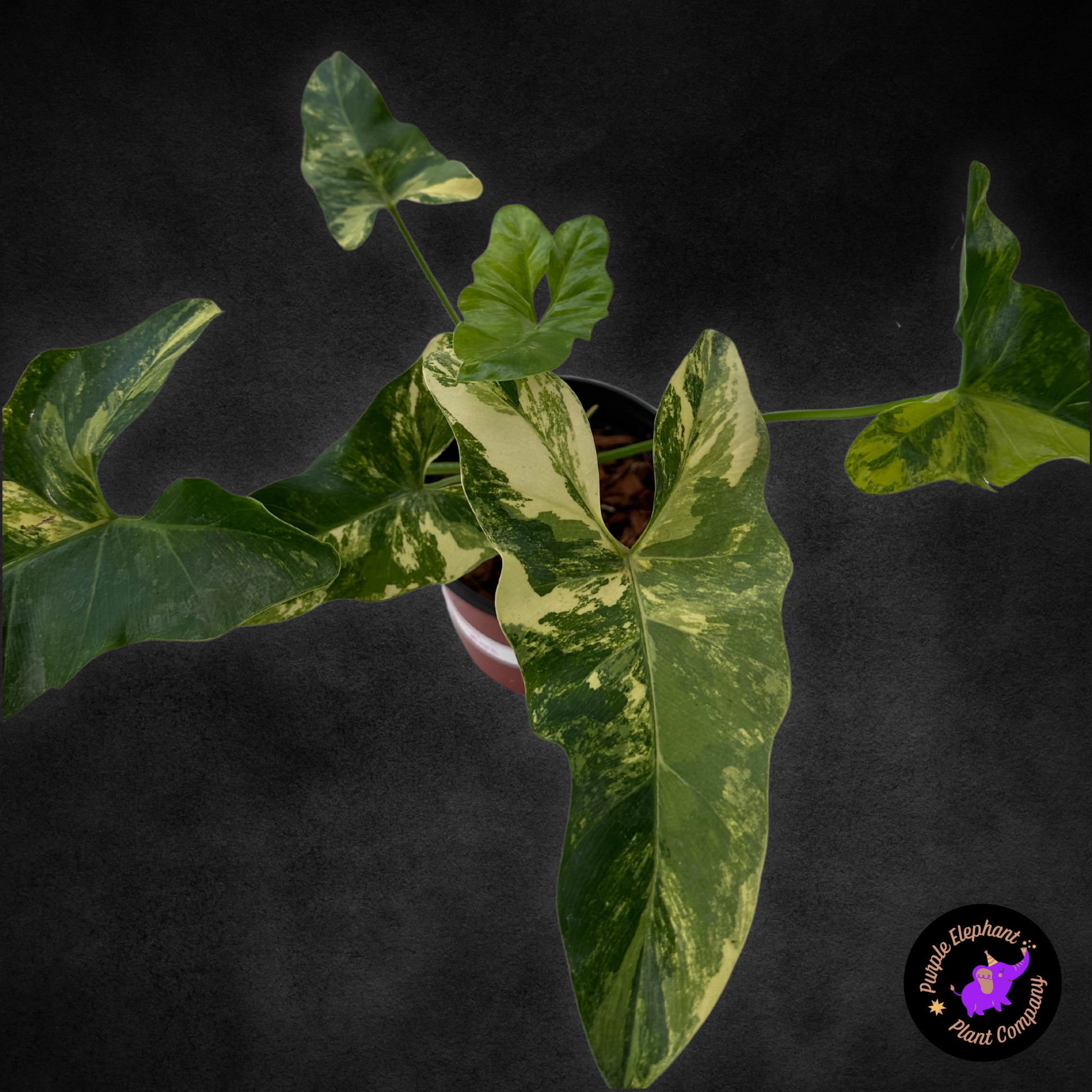 Philodendron Williamsii Variegated – Purple Elephant Plant Co. Philodendron Williamsii Variegated – Purple Elephant Plant Co.