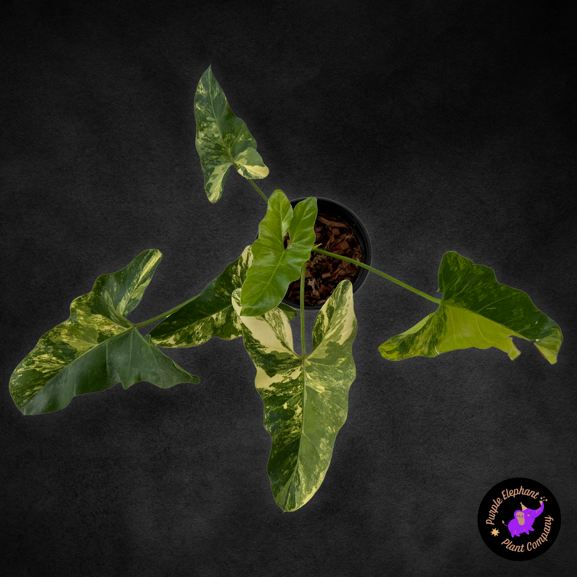 black elephant ear philodendron Philodendron Williamsii Variegated – Purple Elephant Plant Co