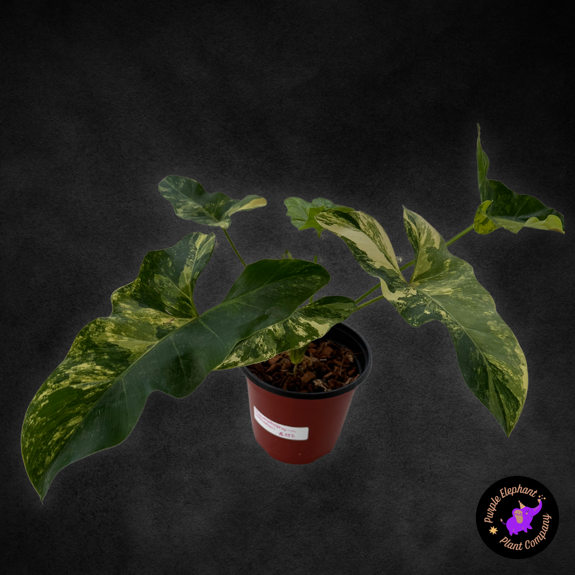 Philodendron Williamsii Variegated – Purple Elephant Plant Co. Philodendron Williamsii Variegated – Purple Elephant Plant Co.