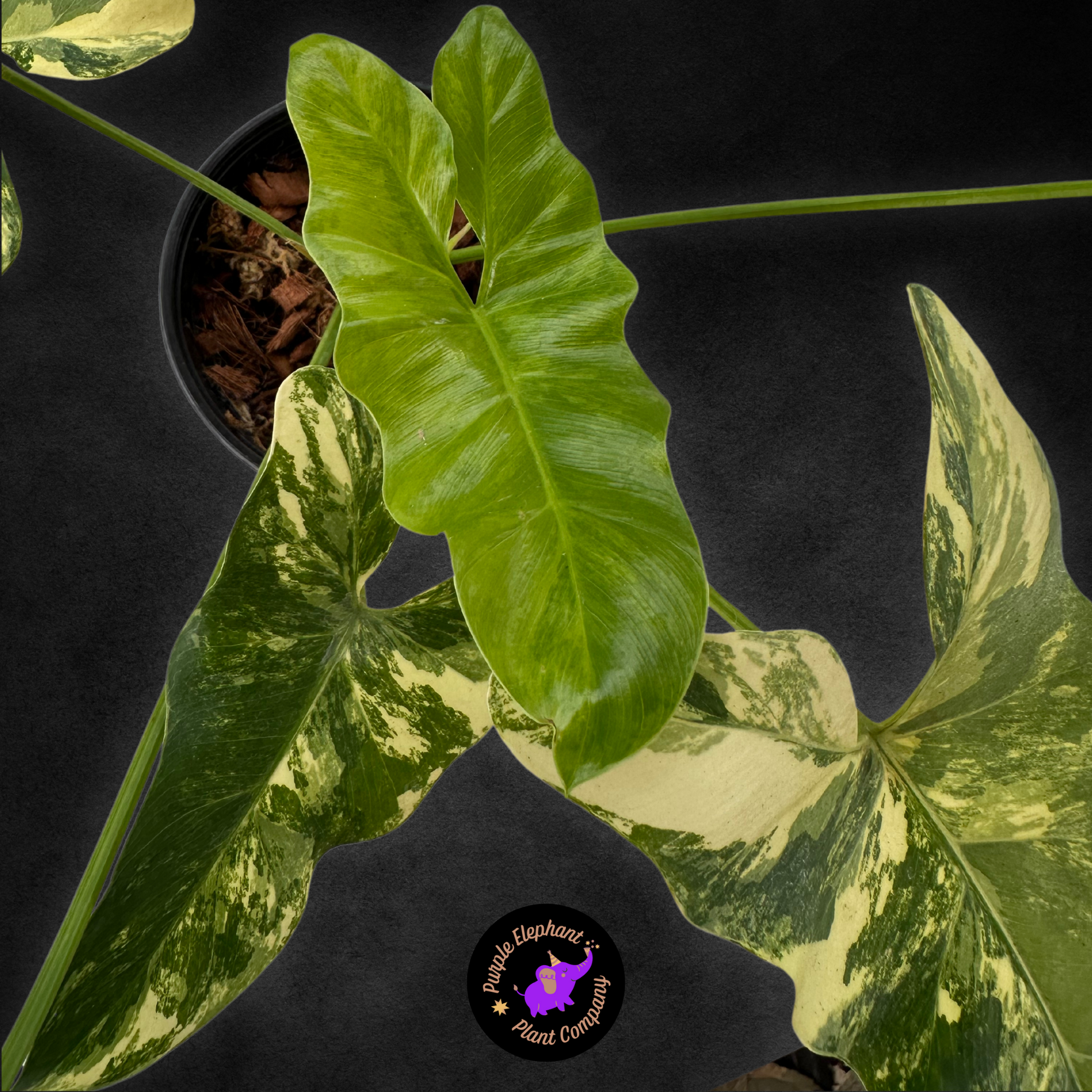 Philodendron Williamsii Variegated – Purple Elephant Plant Co. Philodendron Williamsii Variegated – Purple Elephant Plant Co.