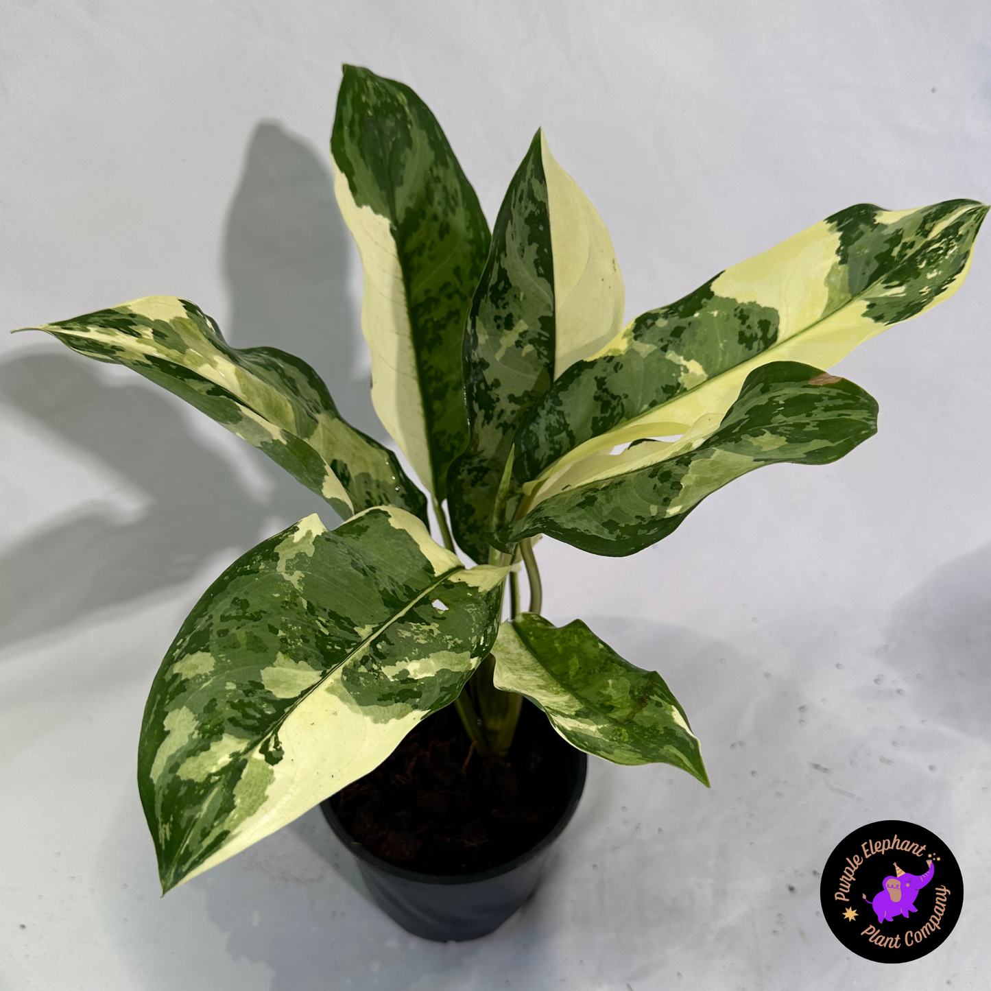 Aglaonema Manila Pride