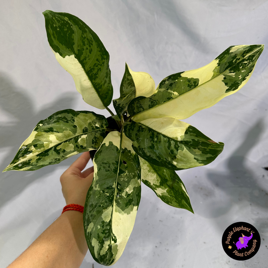 Aglaonema Manila Pride