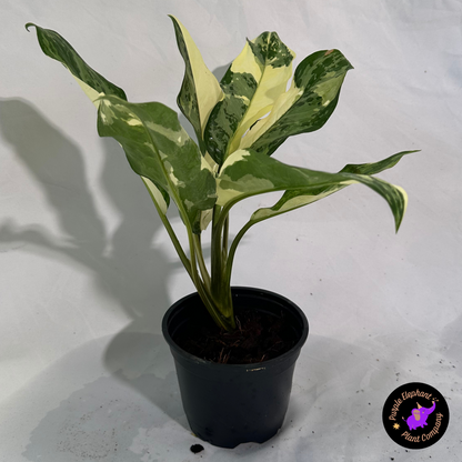 Aglaonema Manila Pride