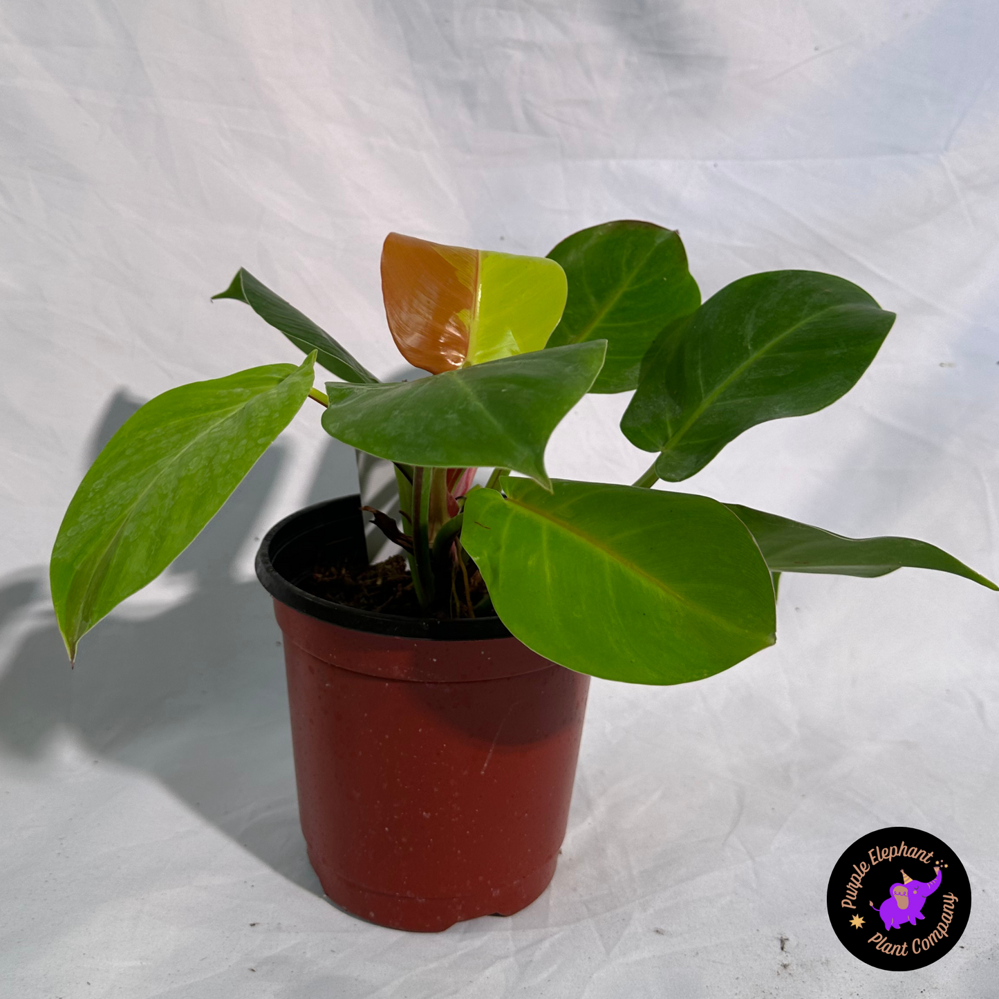 Philodendron Yellow Flame