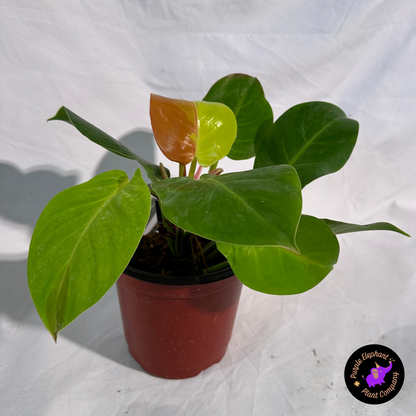 Philodendron Yellow Flame