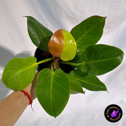 Philodendron Yellow Flame