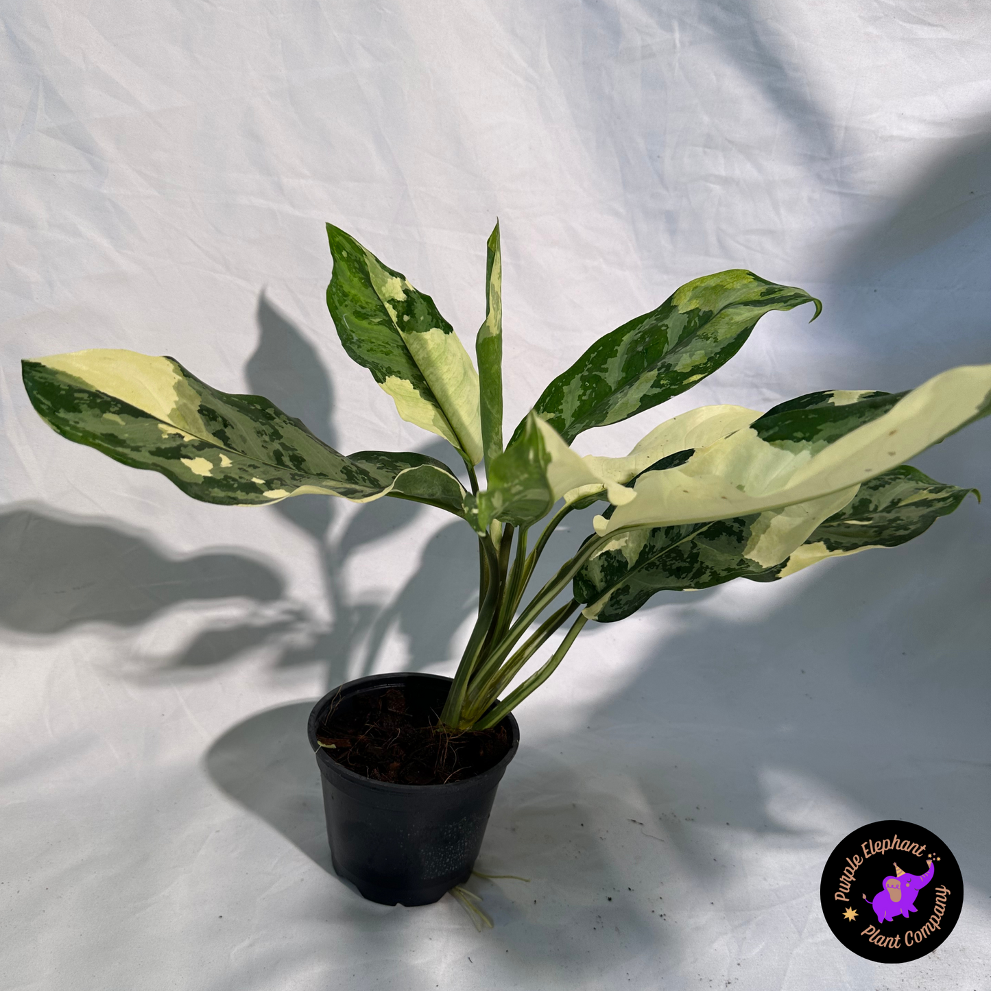 Aglaonema Manila pride