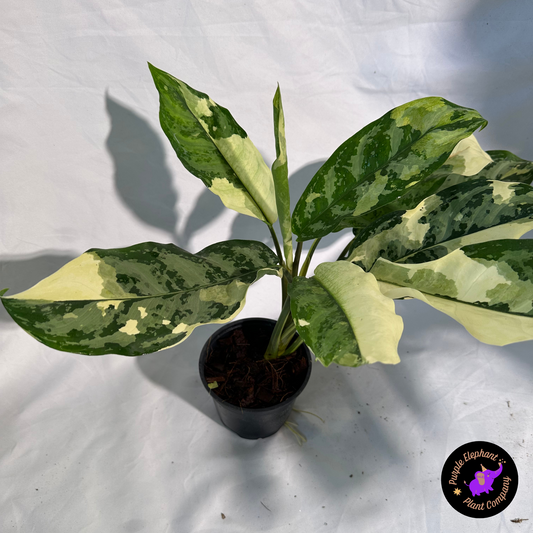 Aglaonema Manila pride