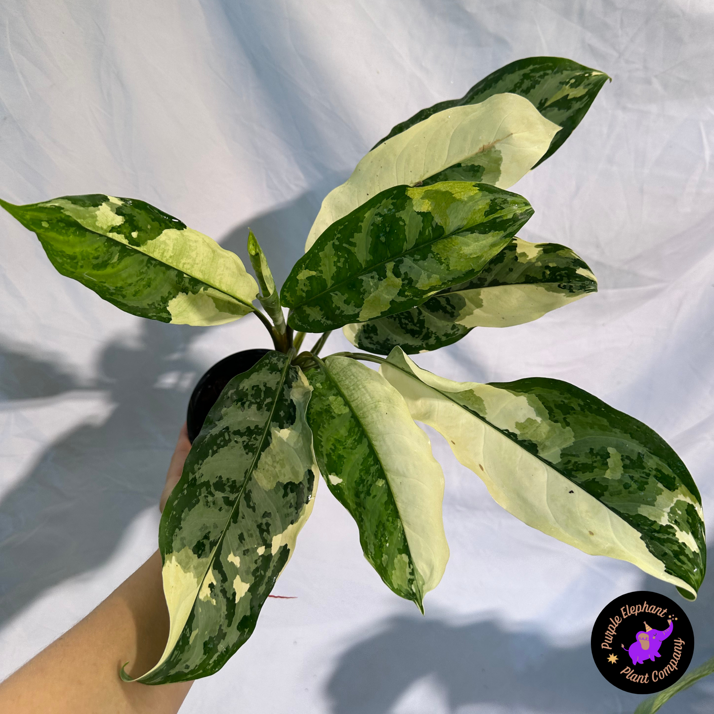 Aglaonema Manila pride