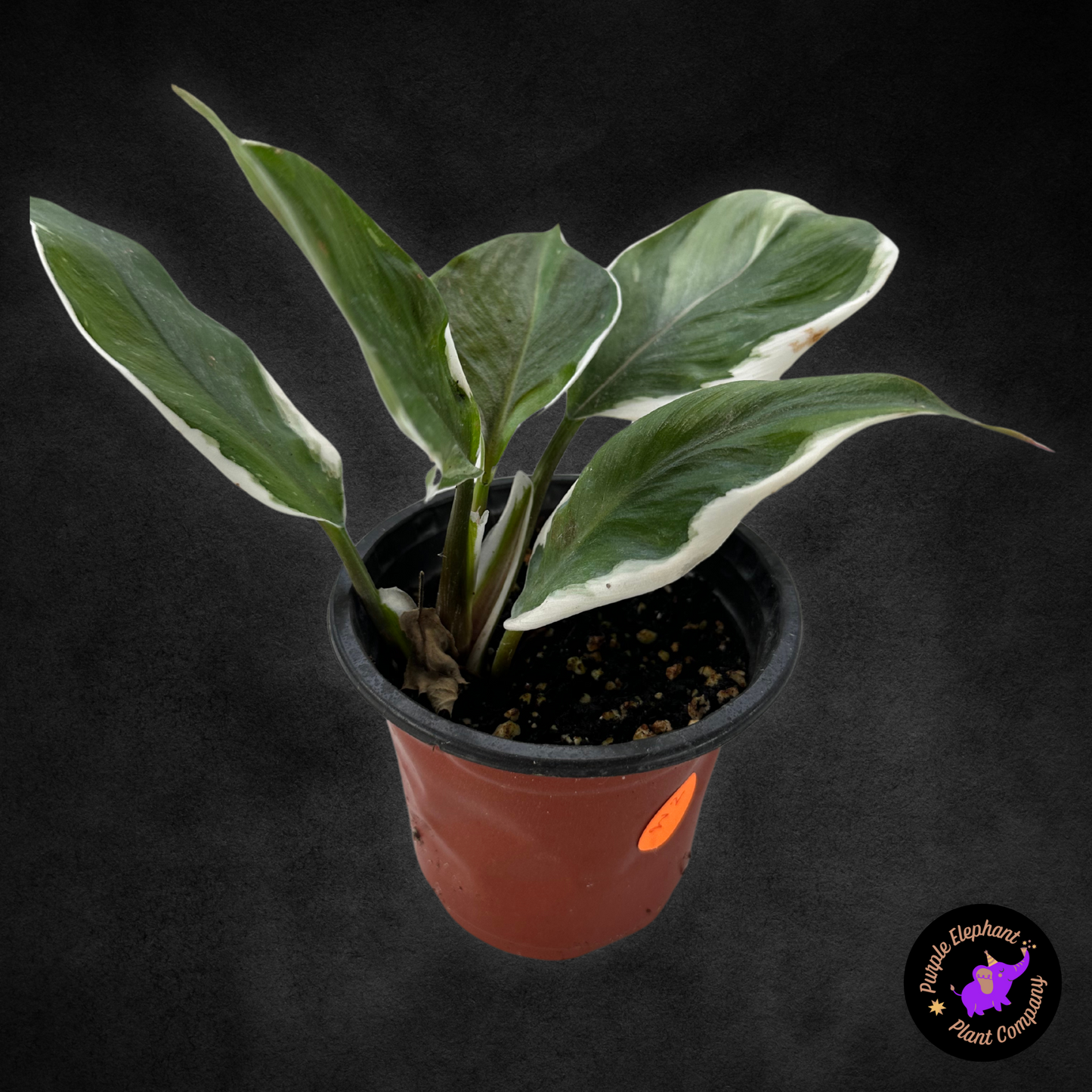 Philodendron White Knight Mutation #2