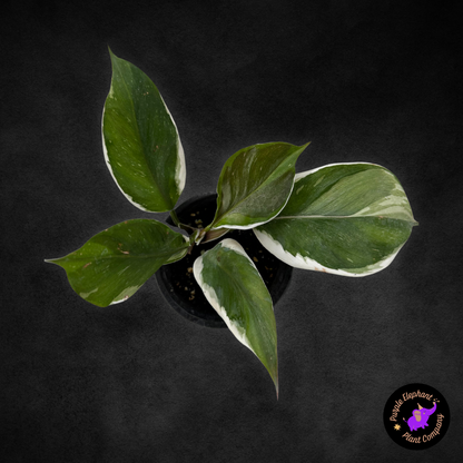 Philodendron White Knight Mutation #2