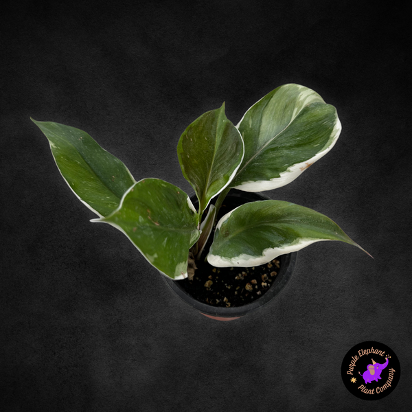 Philodendron White Knight Mutation #2  Purple Elephant Plant Co.