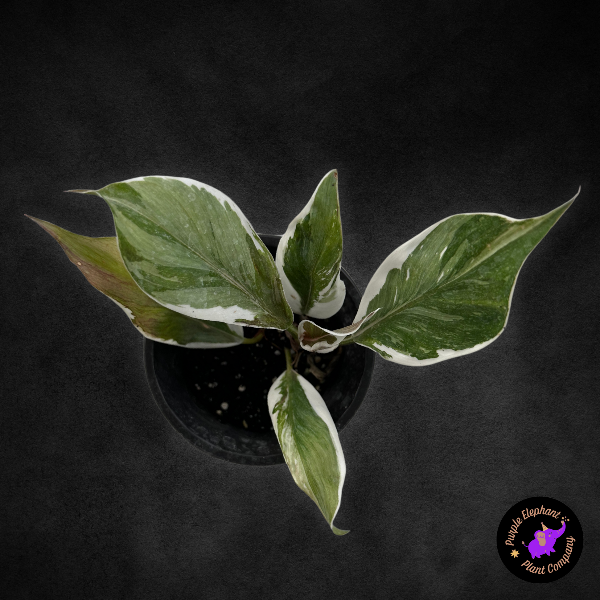 lilac or philodendron Philodendron White Knight Mutation #1 – Purple Elephant Plant Co